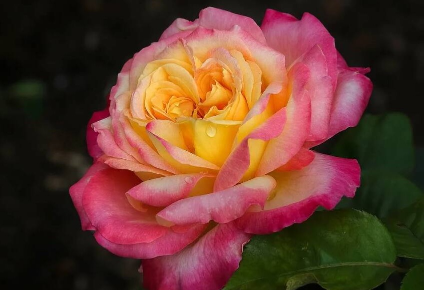 Роза Пульман Ориент Экспресс Rosa Pullman Orient Express (Топалович ...